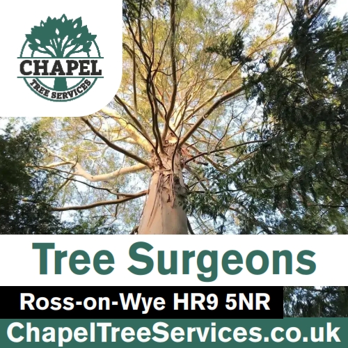 Chapel Tree Services
